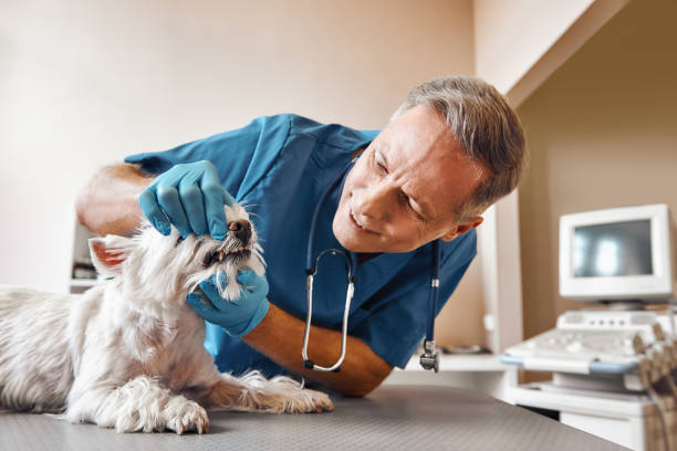  Belvedere, SC Emergency Dentist Pros